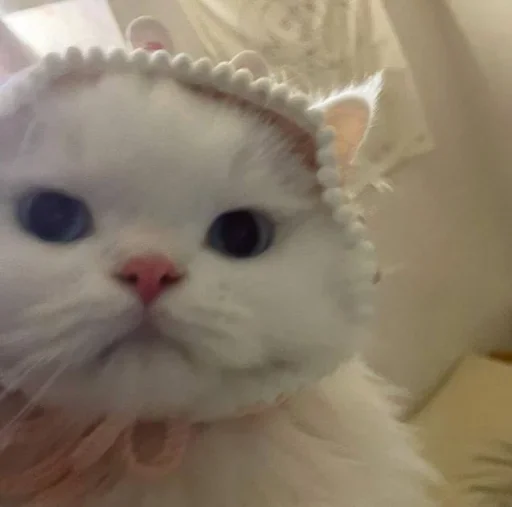 😐 Стикер «Miu Cats» для Telegram