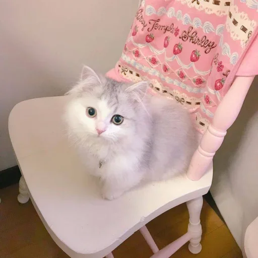 😐 Стикер «Miu Cats» для Telegram