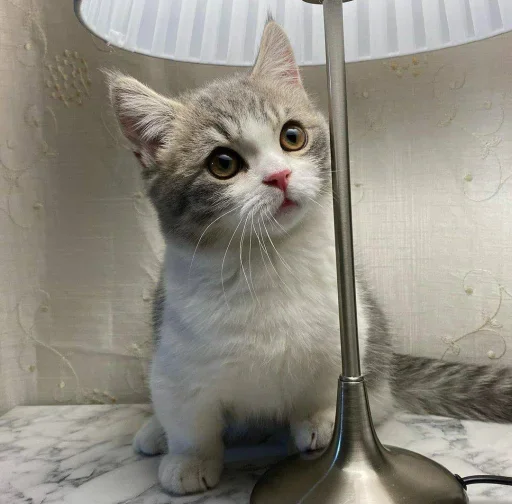😐 Стикер «Miu Cats» для Telegram
