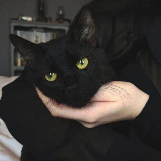 😐 Стикер «Miu Cats» для Telegram