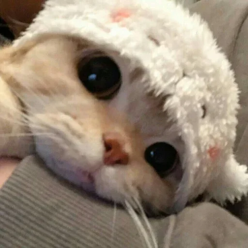 😐 Стикер «Miu Cats» для Telegram