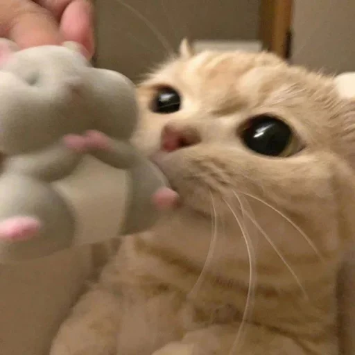 😐 Стикер «Miu Cats» для Telegram