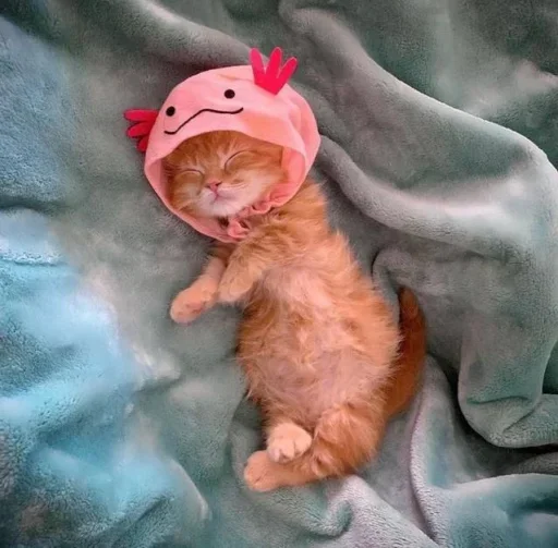 😐 Стикер «Miu Cats» для Telegram