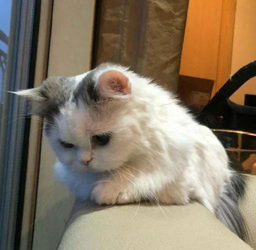😐 Стикер «Miu Cats» для Telegram
