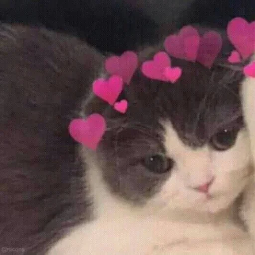 😐 Стикер «Miu Cats» для Telegram