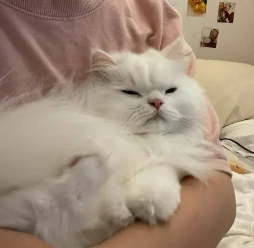 😐 Стикер «Miu Cats» для Telegram