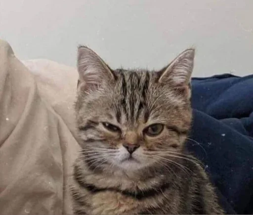 😐 Стикер «Miu Cats» для Telegram