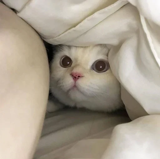 😐 Стикер «Miu Cats» для Telegram