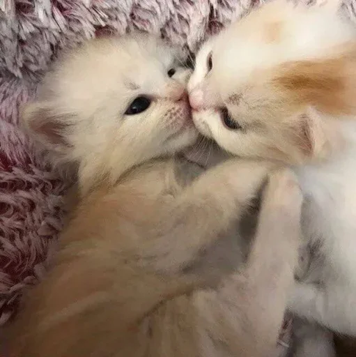 😐 Стикер «Miu Cats» для Telegram