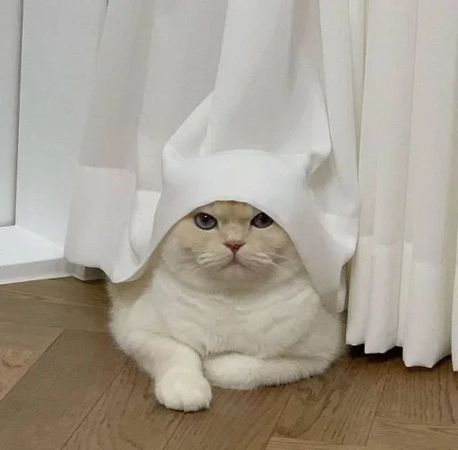 😐 Стикер «Miu Cats» для Telegram