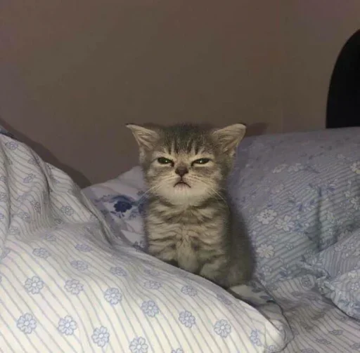 😐 Стикер «Miu Cats» для Telegram