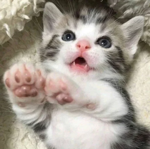 😐 Стикер «Miu Cats» для Telegram
