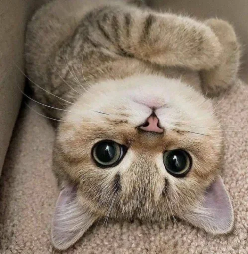 😐 Стикер «Miu Cats» для Telegram