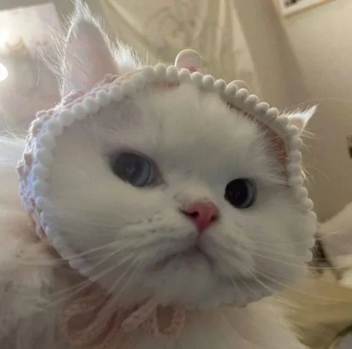 😐 Стикер «Miu Cats» для Telegram