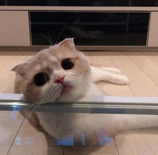 😐 Стикер «Miu Cats» для Telegram