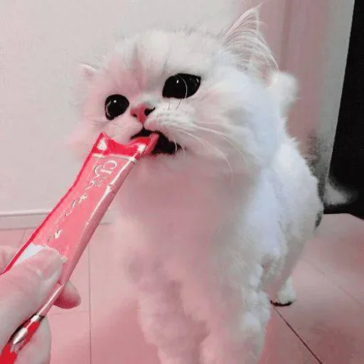 Стикерпак Miu Cats для Telegram