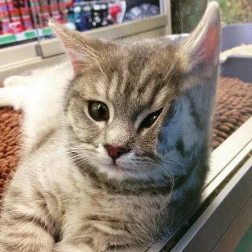 😐 Стикер «Miu Cats» для Telegram