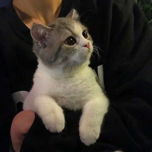 😐 Стикер «Miu Cats» для Telegram