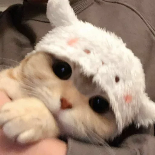 😐 Стикер «Miu Cats» для Telegram