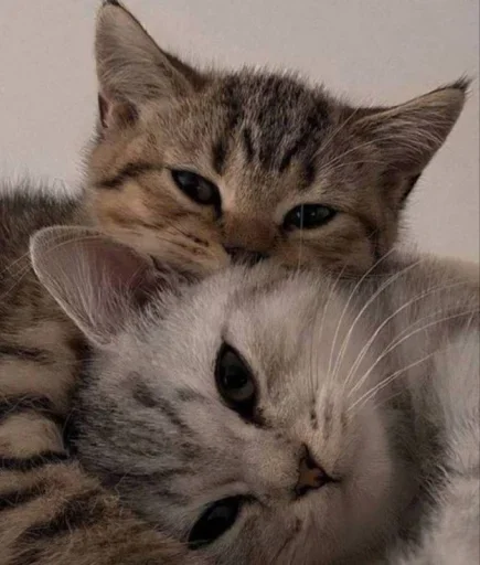 😐 Стикер «Miu Cats» для Telegram
