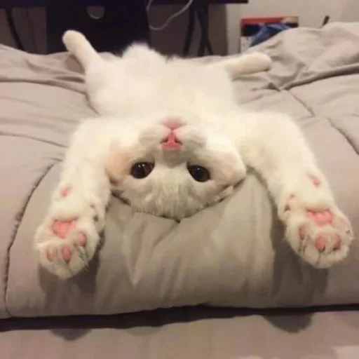 😐 Стикер «Miu Cats» для Telegram