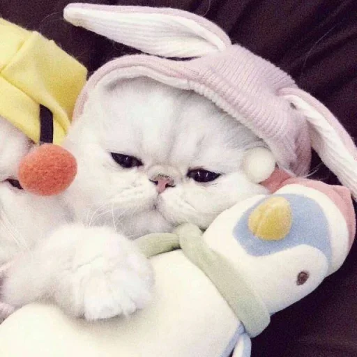 😐 Стикер «Miu Cats» для Telegram