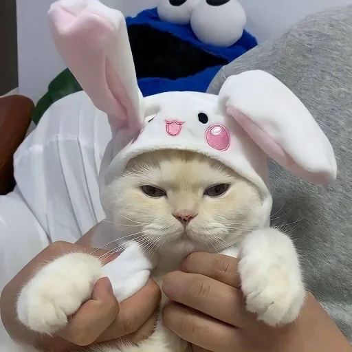 😐 Стикер «Miu Cats» для Telegram