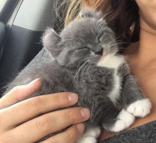 😐 Стикер «Miu Cats» для Telegram