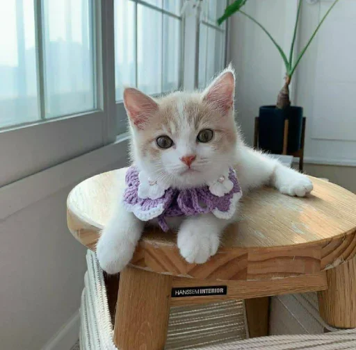 😐 Стикер «Miu Cats» для Telegram