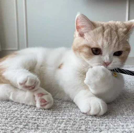 😐 Стикер «Miu Cats» для Telegram
