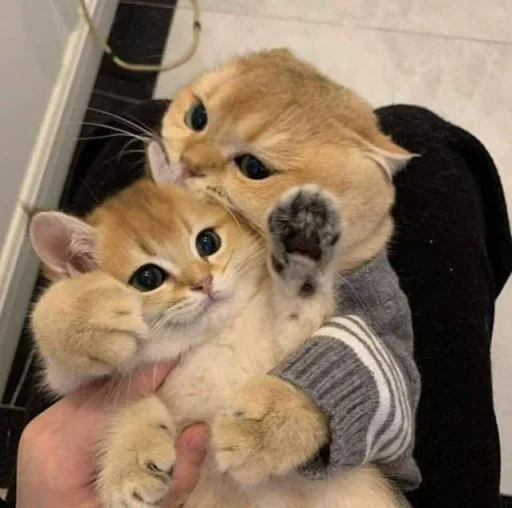 😐 Стикер «Miu Cats» для Telegram