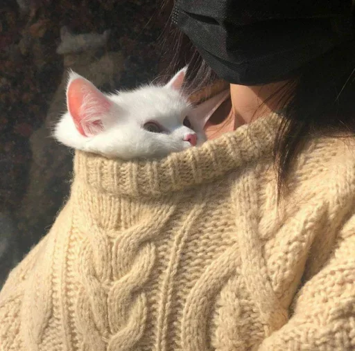 😐 Стикер «Miu Cats» для Telegram