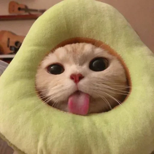 😐 Стикер «Miu Cats» для Telegram