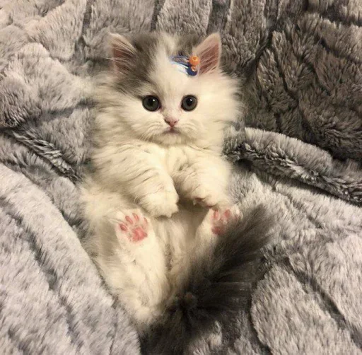 😐 Стикер «Miu Cats» для Telegram