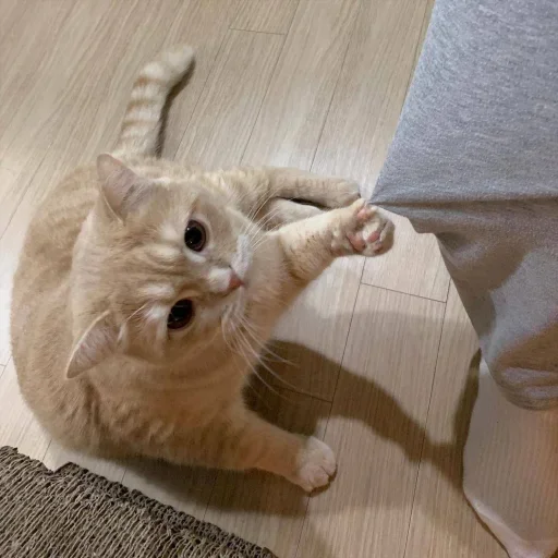 😐 Стикер «Miu Cats» для Telegram