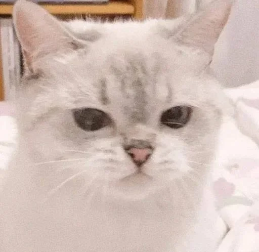 😐 Стикер «Miu Cats» для Telegram