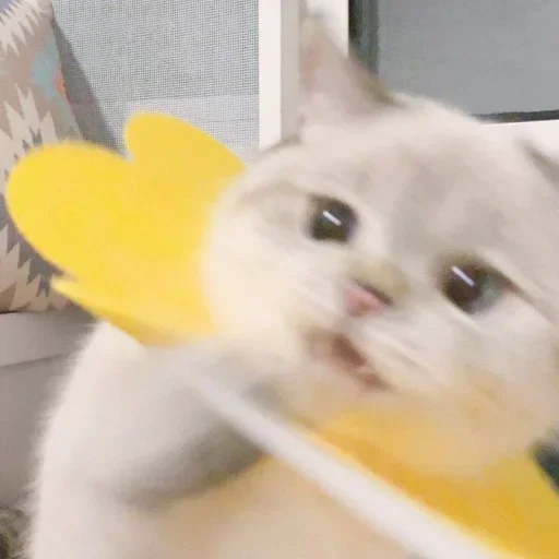 😐 Стикер «Miu Cats» для Telegram