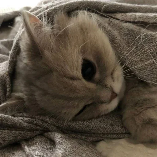 😐 Стикер «Miu» для Telegram