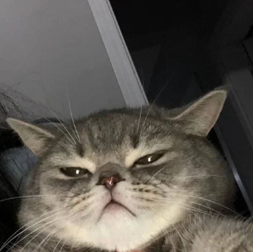 😐 Стикер «Miu» для Telegram