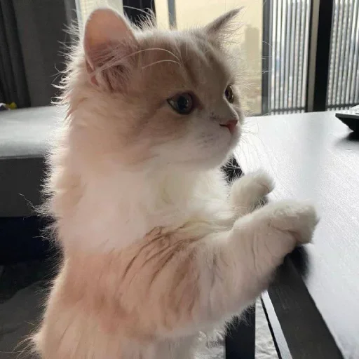 😐 Стикер «Miu» для Telegram