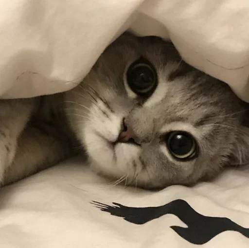 😐 Стикер «Miu» для Telegram