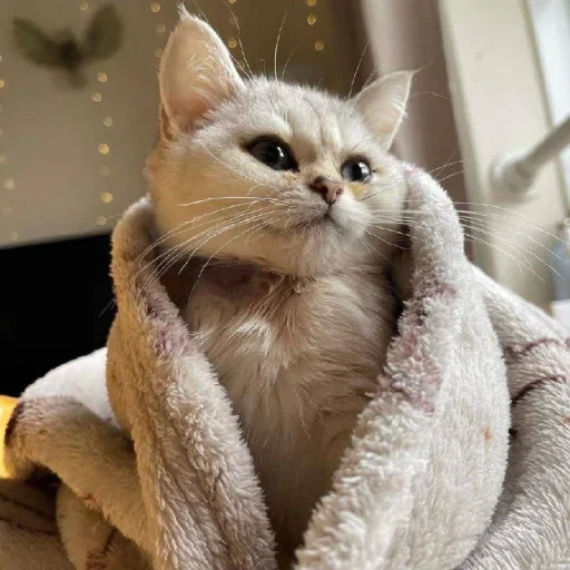 😐 Стикер «Miu» для Telegram