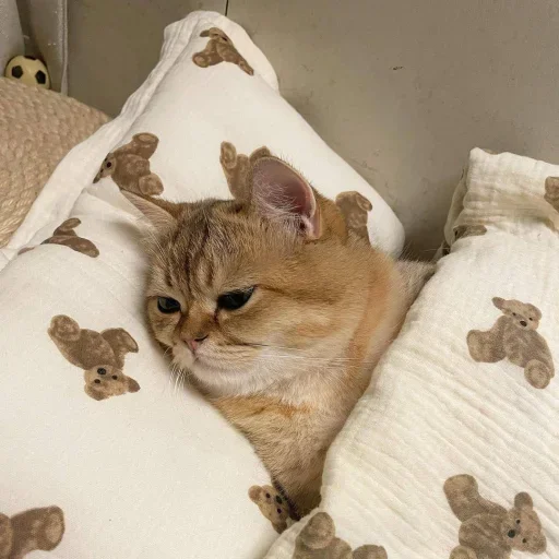 😐 Стикер «Miu» для Telegram