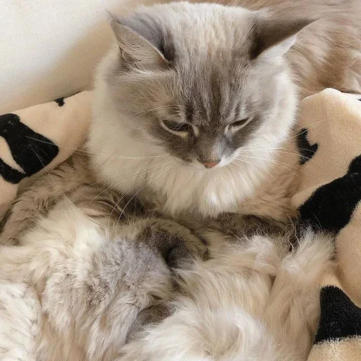 😐 Стикер «Miu» для Telegram