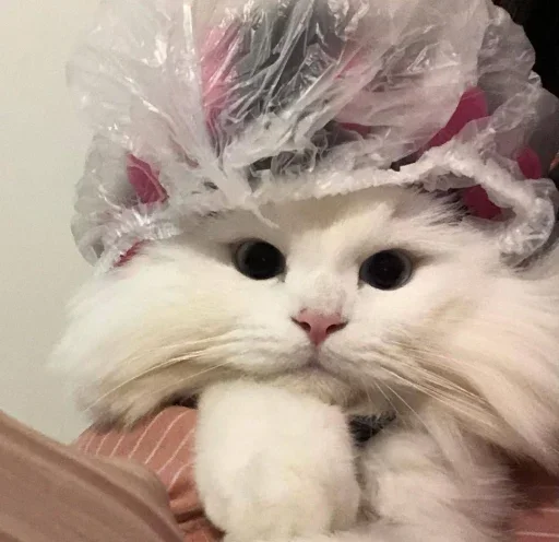 😐 Стикер «Miu» для Telegram