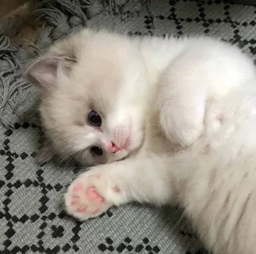 😐 Стикер «Miu» для Telegram