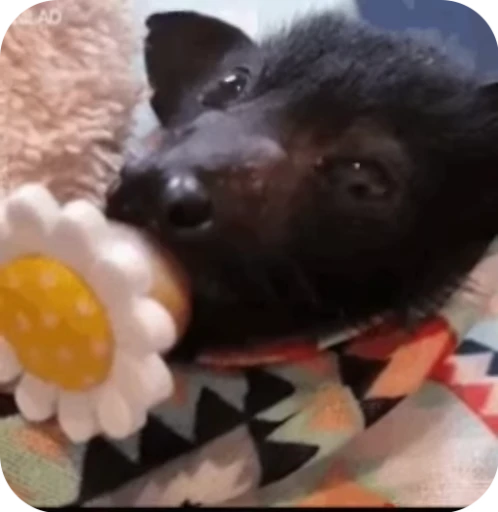 😉 Стикер «Bats» для Telegram