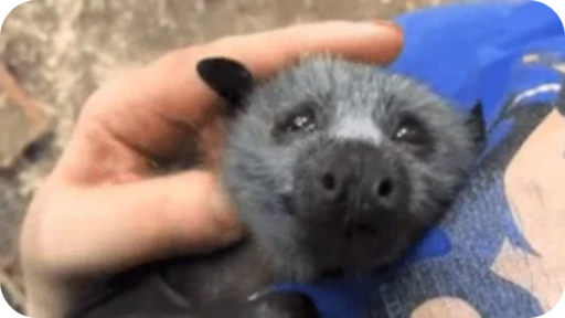 ☺️ Стикер «Bats» для Telegram