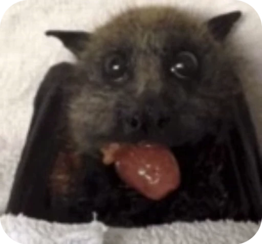 😳 Стикер «Bats» для Telegram