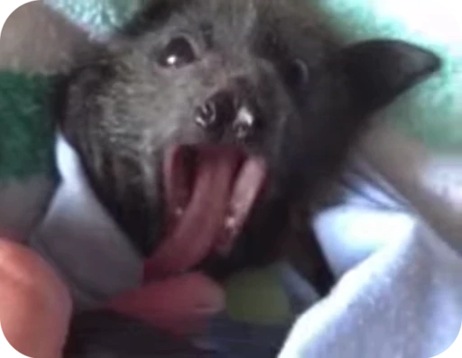 💤 Стикер «Bats» для Telegram